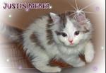 Justin Bieber - Sold - Persian Cat