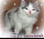 Justin Bieber - Sold - Persian Cat