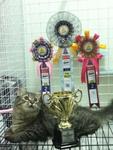  elnino is the best kitten longhair in HHP show