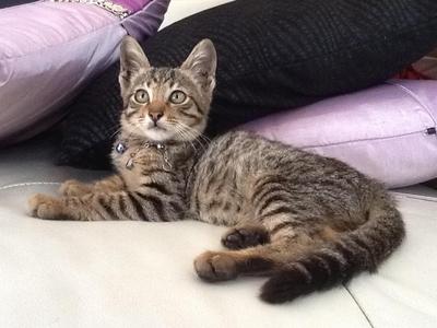 Lil' T-ger - Oriental Short Hair + Bengal Cat