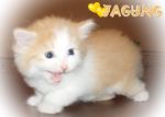 Jagung - Persian + American Curl Cat