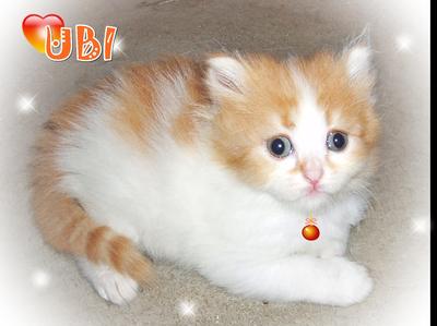 Ubi - Ragamuffin Cat