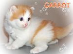 Carrot - Ragamuffin Cat