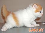 Carrot - Ragamuffin Cat