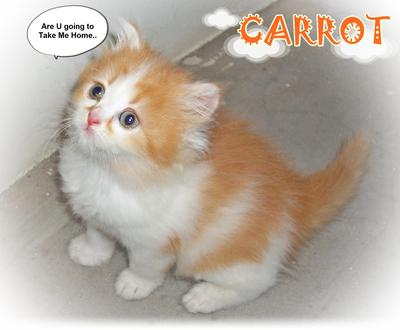 Carrot - Ragamuffin Cat