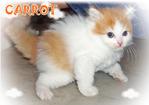 Carrot - Ragamuffin Cat