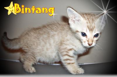 Bintang - Snow Bengal (Sold) - Bengal Cat