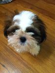 Grandy - Shih Tzu Dog