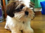 Grandy - Shih Tzu Dog