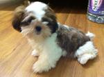 Grandy - Shih Tzu Dog