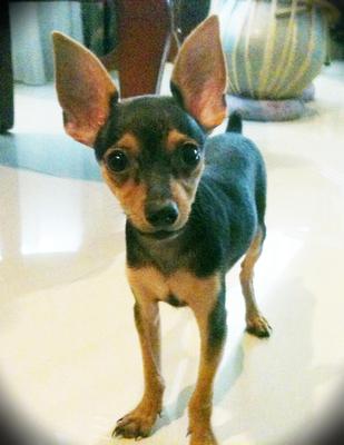 PF28349 - Miniature Pinscher Dog