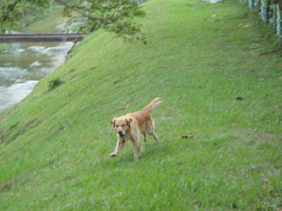 Ben - Golden Retriever Dog