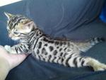 Tica Bengal Kitten (Sold) - Bengal Cat