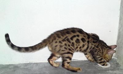 Tica Bengal Kitten (Sold) - Bengal Cat