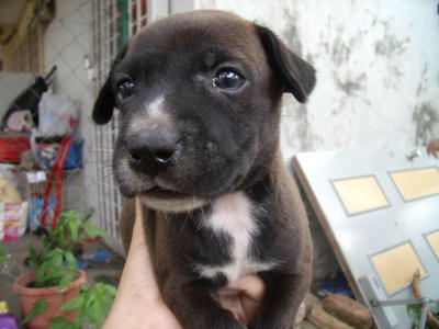 Adorable Puppies For Adoption - Mixed Breed Dog