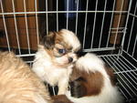 Latest Lovely Shih Tzu - Shih Tzu Dog