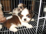 Latest Lovely Shih Tzu - Shih Tzu Dog