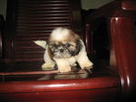 Latest Lovely Shih Tzu - Shih Tzu Dog