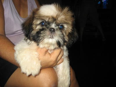 Latest Lovely Shih Tzu - Shih Tzu Dog