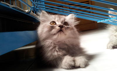 Milo (Cidh) - Persian + Himalayan Cat