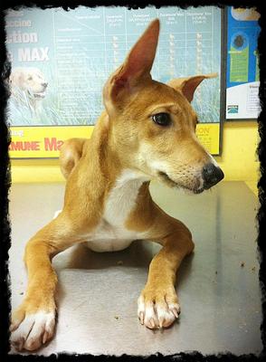 Ocha - Mixed Breed Dog