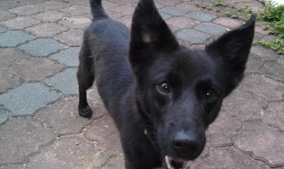 Paris - Mixed Breed Dog