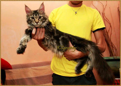 Maine Coon Kitten Cfa Registered - Maine Coon Cat