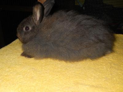 Anggora Arc 39 - Angora Rabbit Rabbit