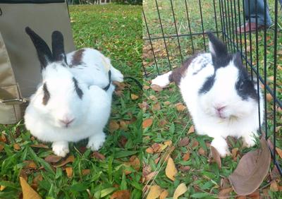 Mihun And Jacky - Bunny Rabbit + Dwarf Rabbit