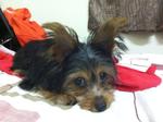 Yorkshire Terrier With Freebies - Yorkshire Terrier Yorkie Dog