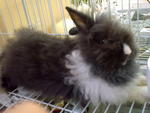 Diamond - Angora Rabbit Rabbit