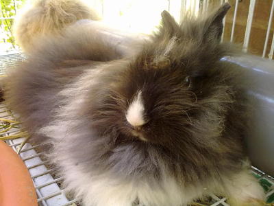 Diamond - Angora Rabbit Rabbit