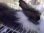 Diamond - Angora Rabbit Rabbit