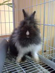 Diamond - Angora Rabbit Rabbit