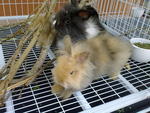 Honey - Angora Rabbit Rabbit