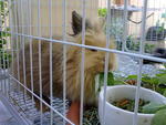 Honey - Angora Rabbit Rabbit