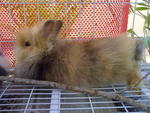 Honey - Angora Rabbit Rabbit