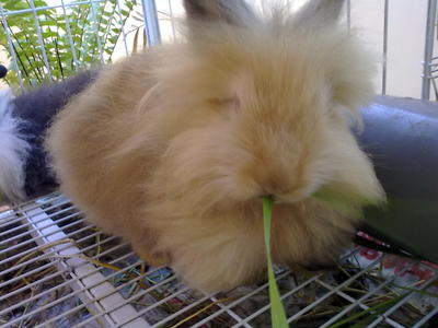 Honey - Angora Rabbit Rabbit