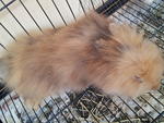 Honey - Angora Rabbit Rabbit