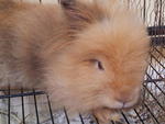 Honey - Angora Rabbit Rabbit