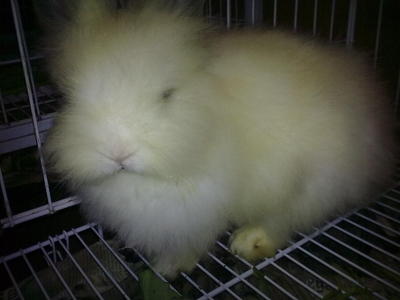 Cotton - Angora Rabbit Rabbit