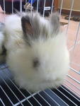 Cotton - Angora Rabbit Rabbit