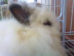 Cotton - Angora Rabbit Rabbit