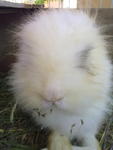 Cotton - Angora Rabbit Rabbit