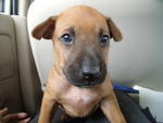 We Are Still Looking For A Home - Mixed Breed Dog