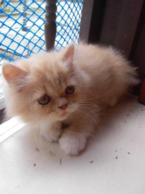 Pure Persian Breed - 3 Months Old - Persian Cat