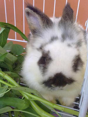 Marky - Angora Rabbit + Bunny Rabbit Rabbit