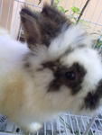 Marky - Angora Rabbit + Bunny Rabbit Rabbit