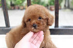 Toy Poodle (Super Red) - Poodle Dog