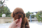 Toy Poodle (Super Red) - Poodle Dog